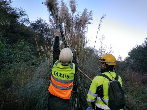 plan de vigilancia ambiental